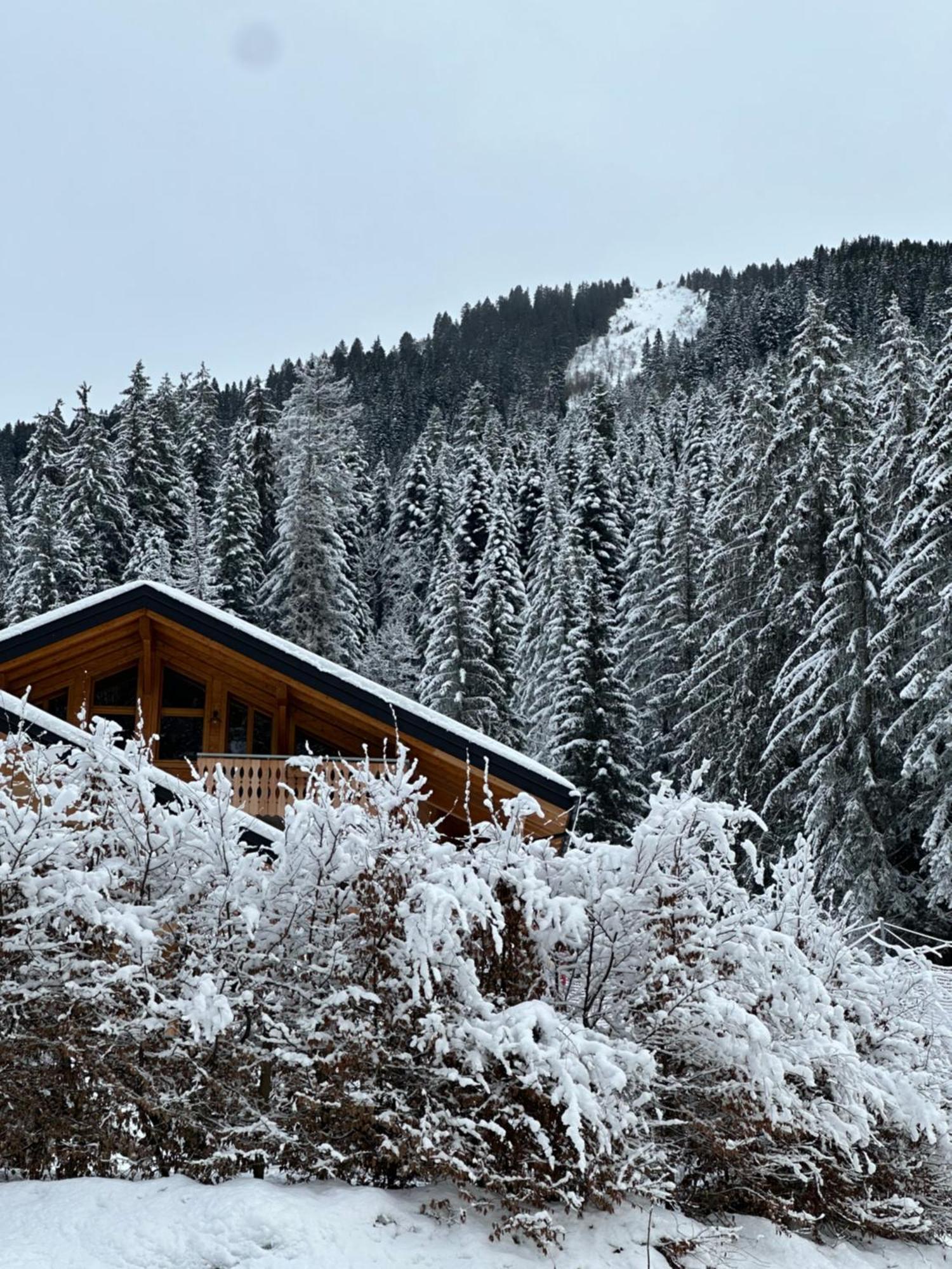 La Rose Des Neiges A